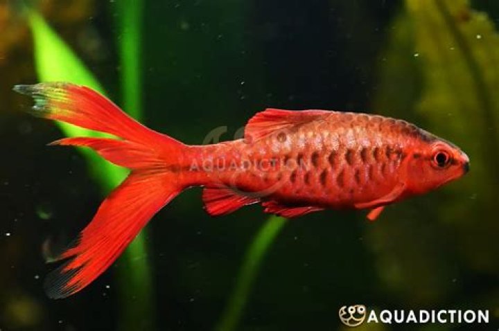 Can angelfish live with cherry barbs?