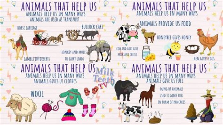 How can a kid help animals?