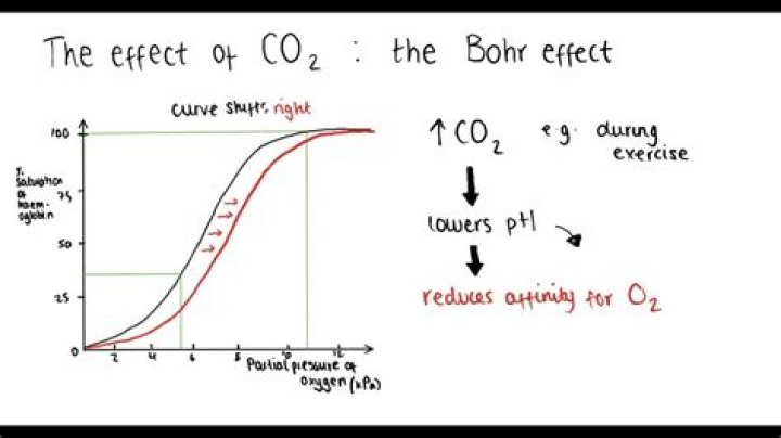 How does temperature affect Bohr effect?