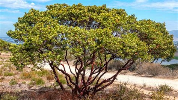 How much does a Manzanita tree cost?