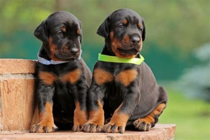 How much is a doberman puppy from a breeder?