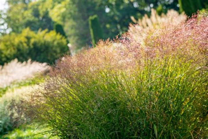 How tall does dwarf maiden grass get?