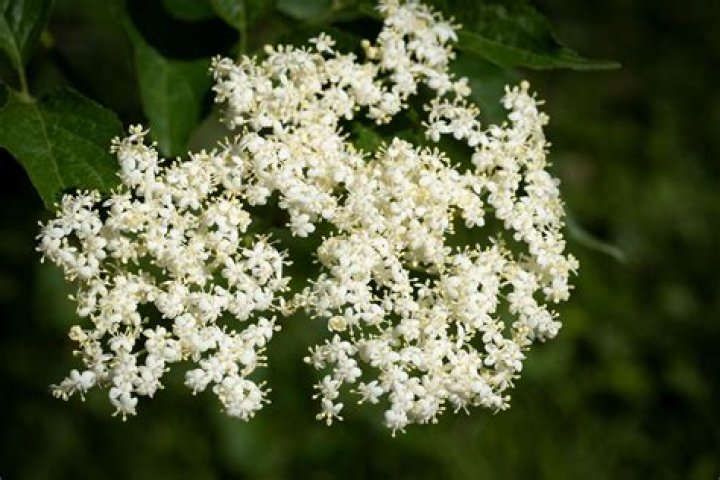 Is a sambuca an elderflower?