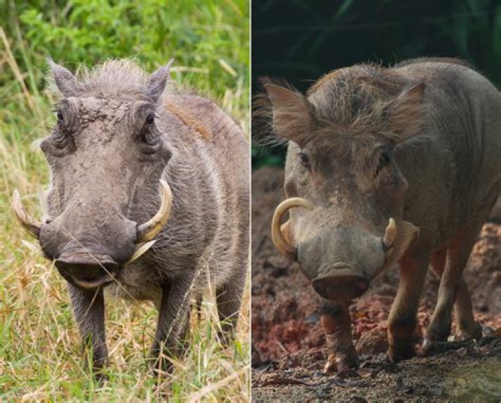 What animal can kill a warthog?