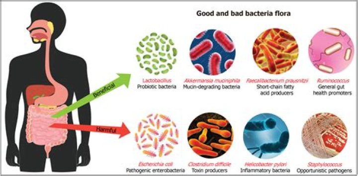 What are 3 different jobs of bacteria in your gut?