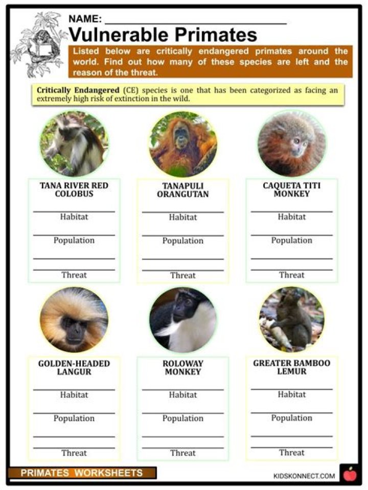 What are the classifications of primates?