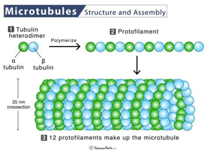 What is a microtubule Protofilament?
