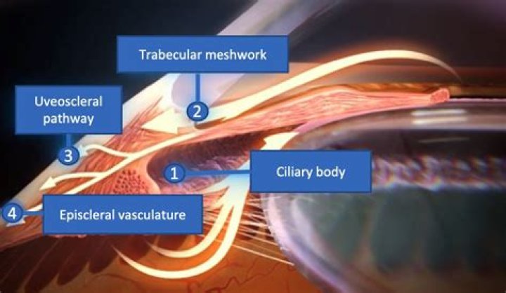 What is episcleral venous pressure?