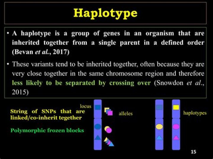 What is haplotype diversity?