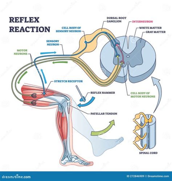 What is meant by reflex test?