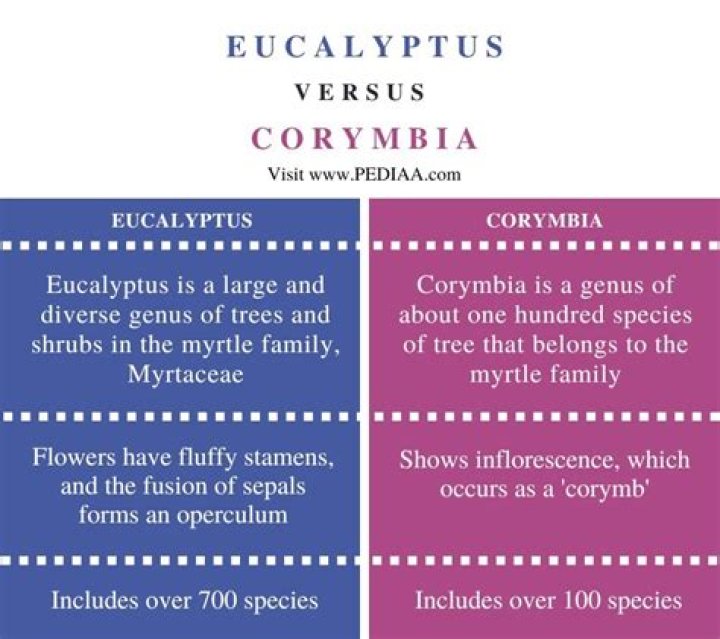 What is the difference between eucalyptus and Corymbia?