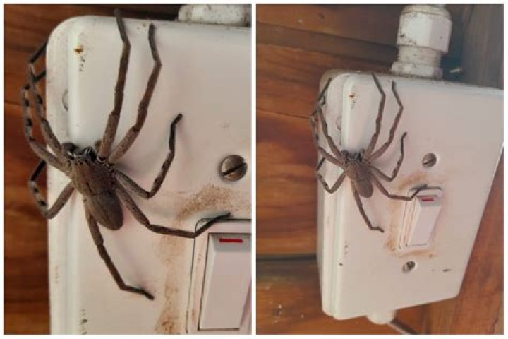 What is the largest spider in Africa?