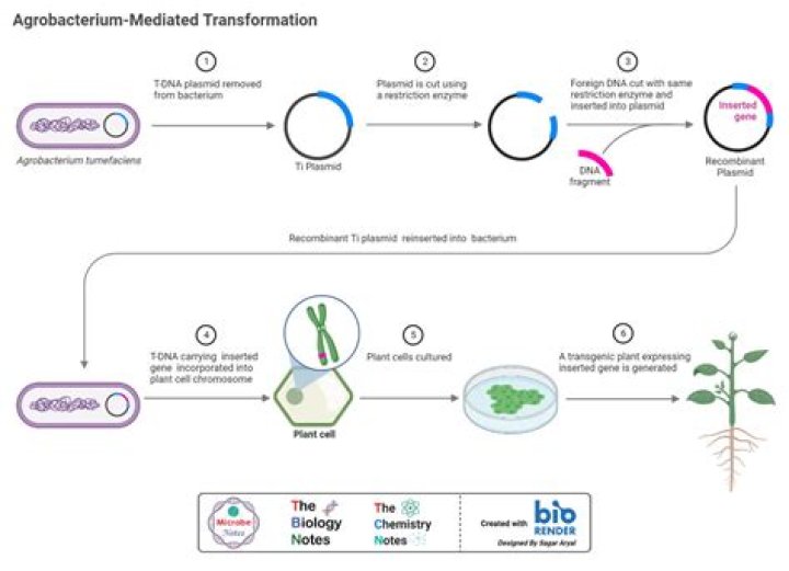What is the use of Ti plasmid in biotechnology from which organism is it isolated?