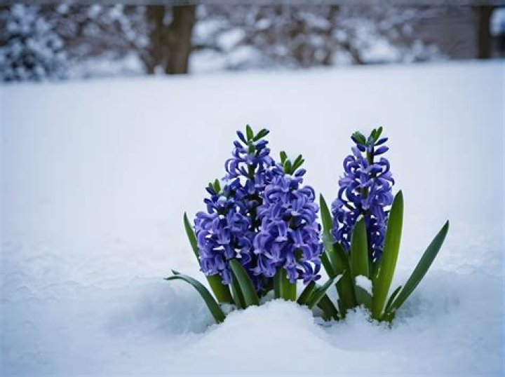 When can I move grape hyacinth?