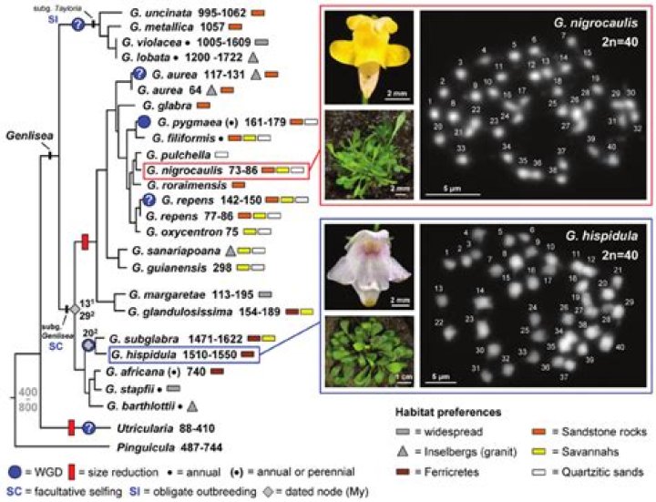 Where is Genlisea found?